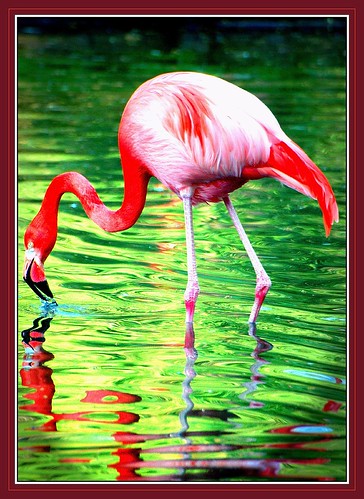 bird flamingo vogel naturesfinest supershot flickrsbest 25faves anawesomeshot impressedbeauty superaplus aplusphoto superbmasterpiece diamondclassphotographer triberainbow flickrwildlife
