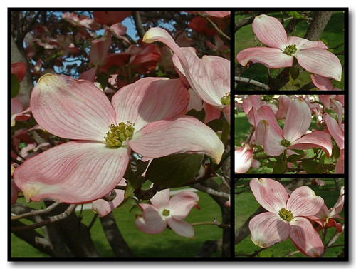 pink macro spring mosaic blossoms idaho dogwood springtime lewiston snakerivervalley