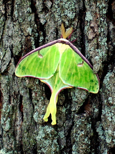 wood tree nature animal animals bug insect wings moth bark 100views creature 50views lunamoth 5favorites