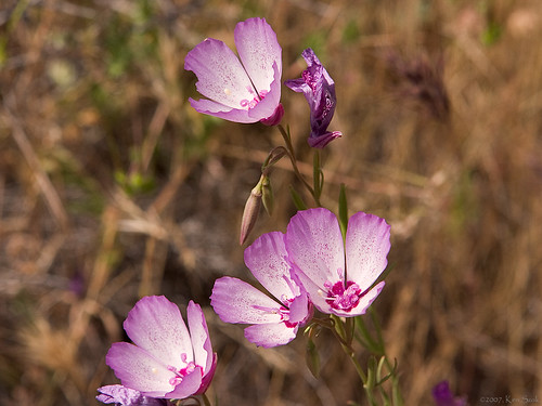 flowers californiawildflowers
