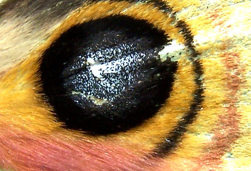 camp macro eye nature colors closeup colorful wildlife wing moth insects eyespot