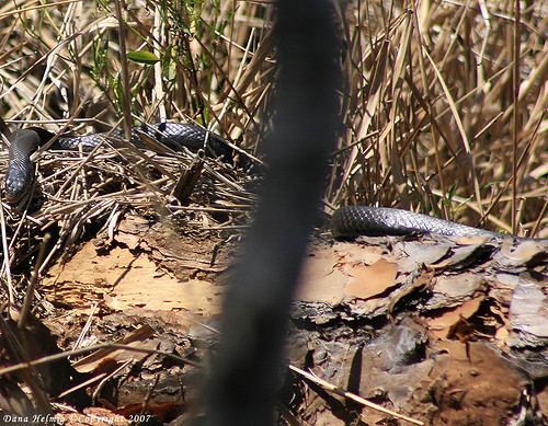 nature photography wildlife snakes reptiles centralflorida scarletkingsnake
