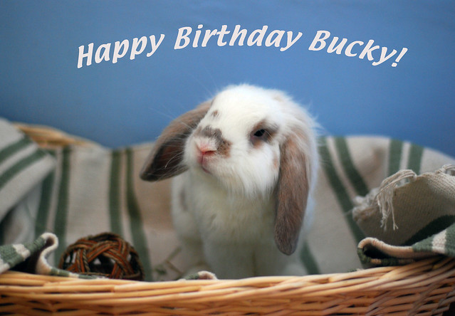 Happy 2nd Birthday dear bucky boy! | I got a big rattan bask… | Flickr ...