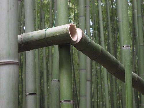 france geotagged bamboo anduze geolat44050005 geolon3979953