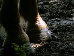 Horse feet