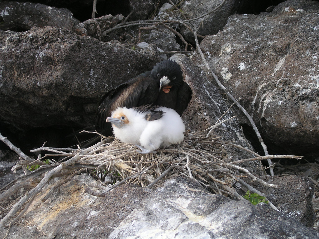 Galapagos Islands 2005
