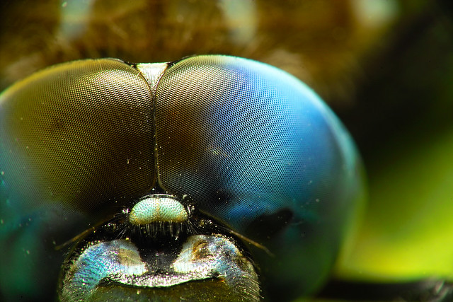 What is the purpose of compound eyes?