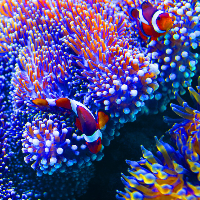 Hawaii #5 - Clown Fish and a story