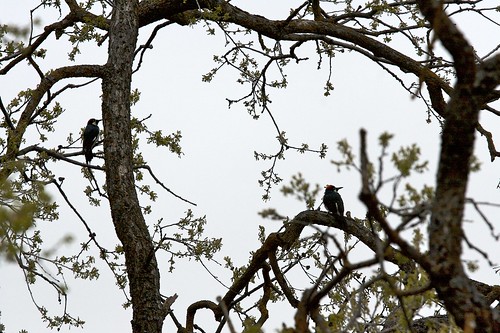 california birds animals sunrise wildlife tehachapi thelodge woodwardwest