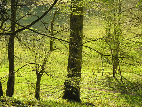 park wood france tree nature forest spring arbres valley foret parc bois sarthe paysdeloire