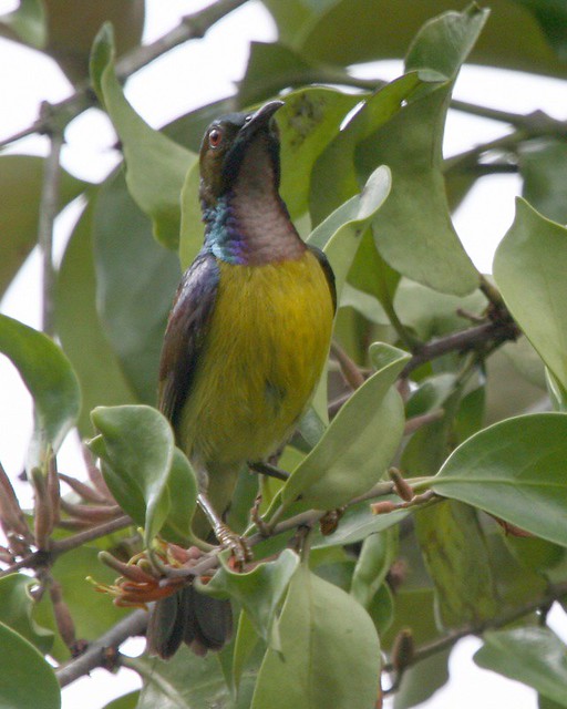 Plain-throated Sunbird - male