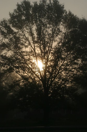 trees fog sunrise landscape scenic