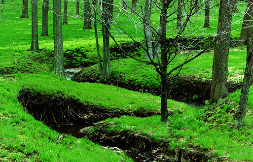trees green grass spring twilight woods potwkkc34 46twtmesh290746