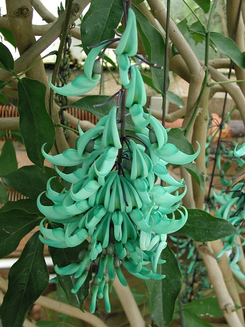 Green Jade Flower