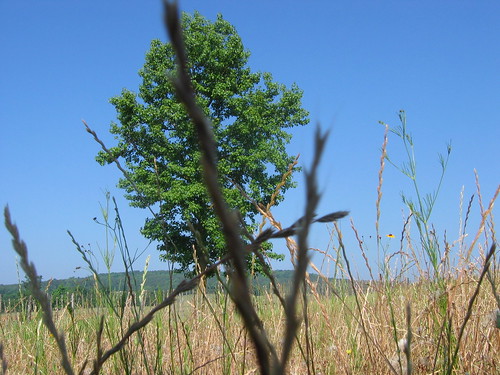 tree grass landscape outdoors texas bluesky bladesofgrass beautifultree
