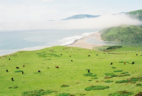 california beach landscape coast seascapes cows pacificocean fujifilm nikonn75 lostcoast