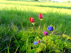 flowers near luscher farm   DSC00096 