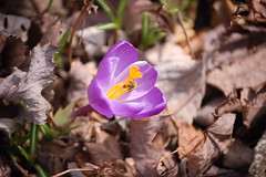 Bee on Spring Flower