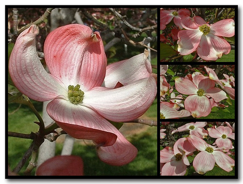 pink macro spring mosaic blossoms idaho dogwood springtime lewiston snakerivervalley