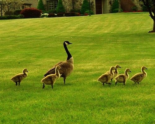 nature grass birds photography geese babies pittsburgh goose goslings interestingness66 i500 abigfave explore15may07