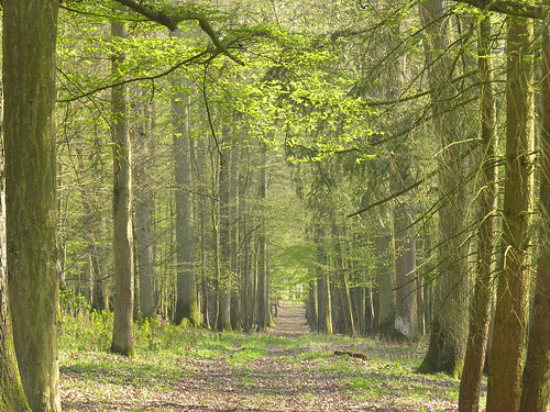 park wood france tree nature forest spring alley path arbres foret parc bois sarthe paysdeloire futaie