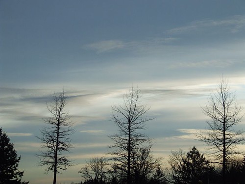 trees sky tree clouds