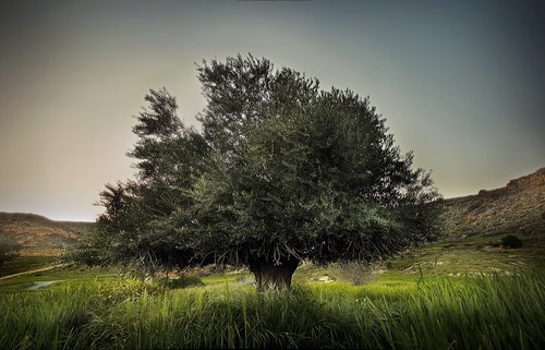 tree green nature landscape olive cyprus hdr nicosia