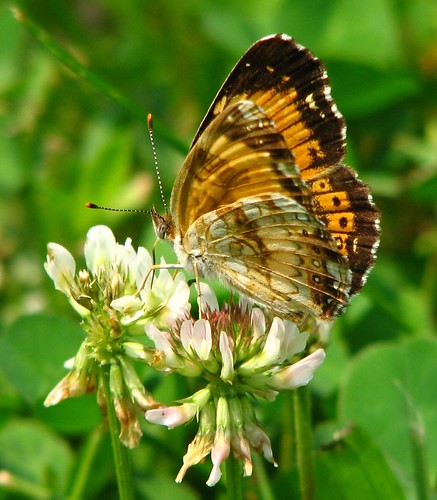 county butterfly insect kevin wildlife lilly area silvery habitat arvin tippecanoe ias checkerspot chlosyne nycteis