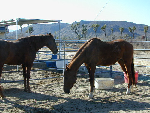 Equestrian Camps