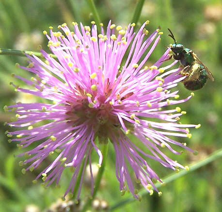 flowers camp plants flower macro nature purple wildlife insects wildflowers