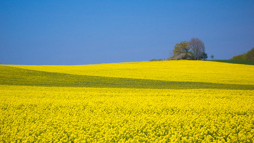 flowers blue sky green nature field yellow catchycolors germany landscape geotagged bayern deutschland bavaria europa europe rape raps canola nohdr lx2 8x lumixlx2 nginationalgeographicbyitalianpeople geo:lat=48029869 geo:lon=11266276 top30vivid