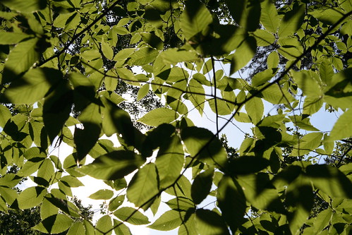 park shadow sky philadelphia leaves mississippi lenstagged canon1785f456 neshobacounty burnsidepark