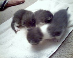3 kittens 
