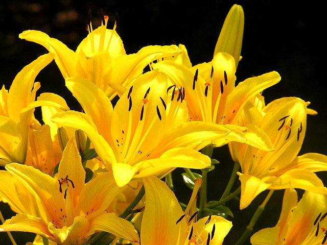 yellow lilies | Flickr - Photo Sharing!