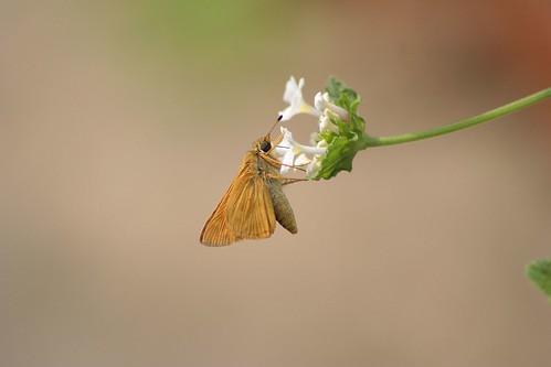 wow butterfly mississippi moth butterflies msu starkville mississippistate