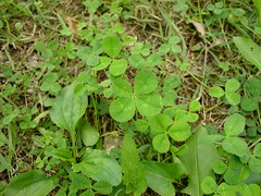 Four-leaf Clover