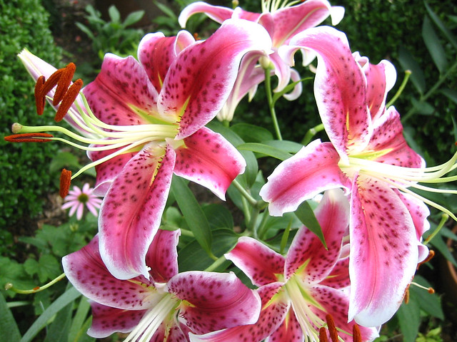 Stargazer Ornamental Lily | Explore Martha Catherine Ivey's … | Flickr ...