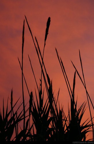 sunset bamboo sunsets