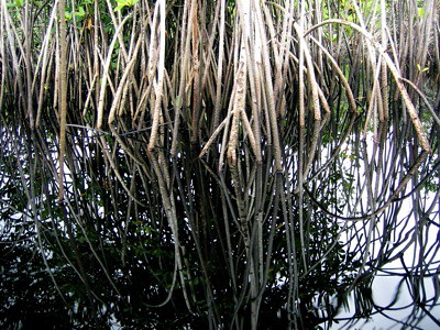 africa reflection water lagos mangrove swamp artshot olson5