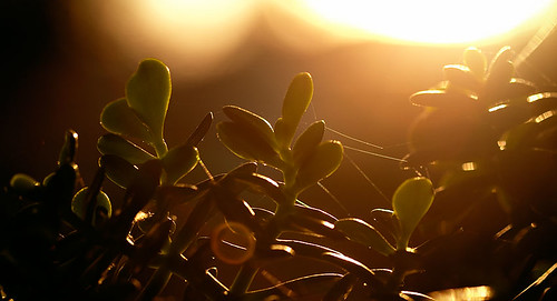 plant sunset
