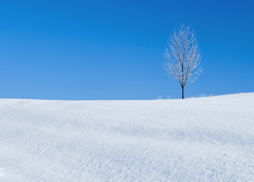 new morning travel blue light sky snow abstract cold color tree art ice beautiful weather horizontal wisconsin season landscape outside outdoors alone loneliness calendar empty branches horizon fineart hill freezing bluesky single simplicity snowdays lone minimalism happyholidays idyllic wi chill mothernature isolated clearsky christmascard freshsnow beautifulscenery winterweather holidayseason jinglebells stockphotography whitefrost frostbite winterscene rurallife royaltyfree ruralscene beautyinnature christmasseason christmasscene winterseason shovelingsnow freshlyfallen newfallensnow frostline snowcoveredtree bitterlycold winterroadconditions youngtree lifeonthefarm weatherconditions winterinwisconsin horizonoverland wintertravel treecoveredwithice aloneinthewinter