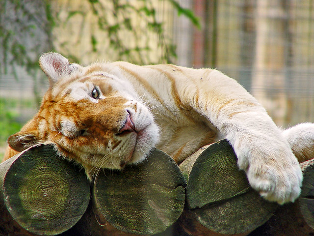 Relaxing golden tiger