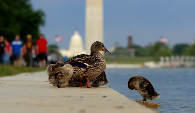 Washington Ducks