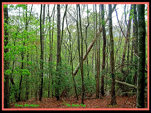 tree forest georgia frame cartersville abigfave wowiekazowie