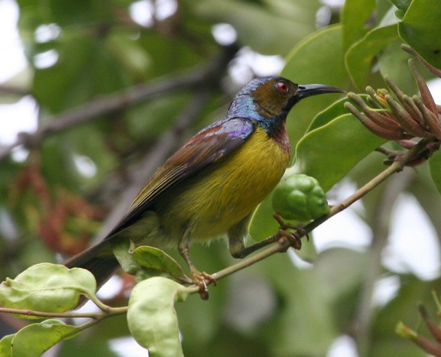 Plain-throated Sunbird (Anthreptes malacensis malacensis)