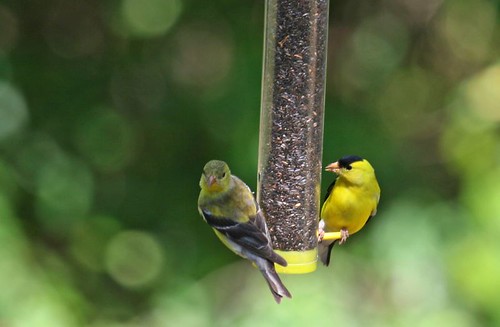 birds yellow explore americangoldfinch impressedbeauty avianexcellence