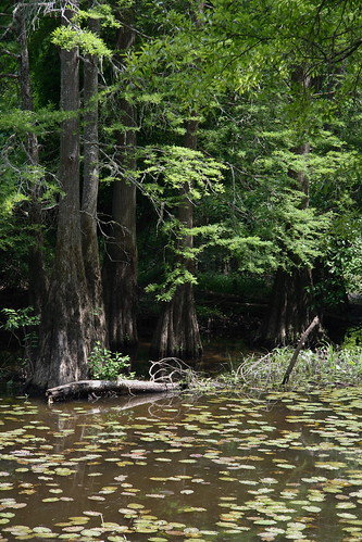 park lake philadelphia mississippi lenstagged cypress lilypad canon1785f456 neshobacounty burnsidepark burnsidelake