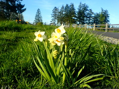 flowers near luscher farm   DSC00089 