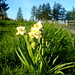 flowers near luscher farm   DSC00089