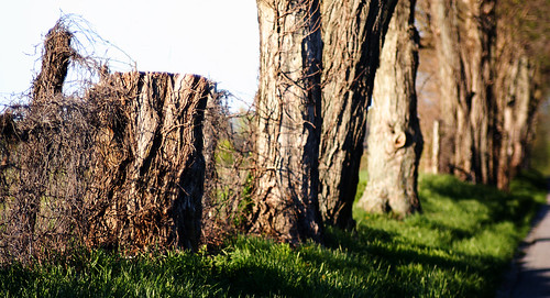road trees tree grass fence landscape post kentucky versailles stump 135mm exaktar paynesmillroad